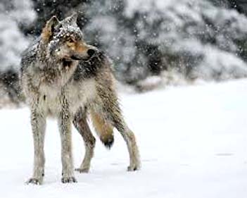 single wolf